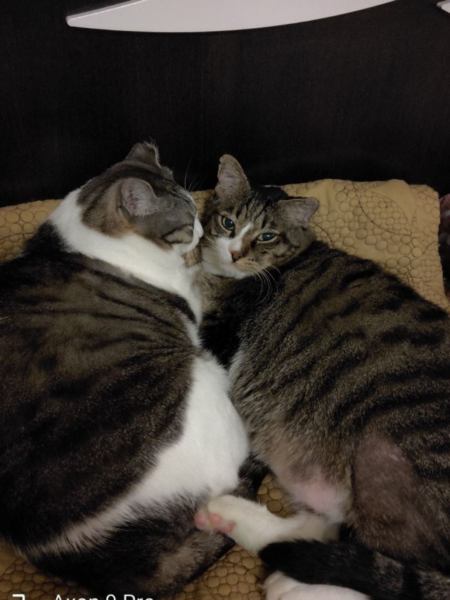 Котовторник! Пара фоток суровых котов.