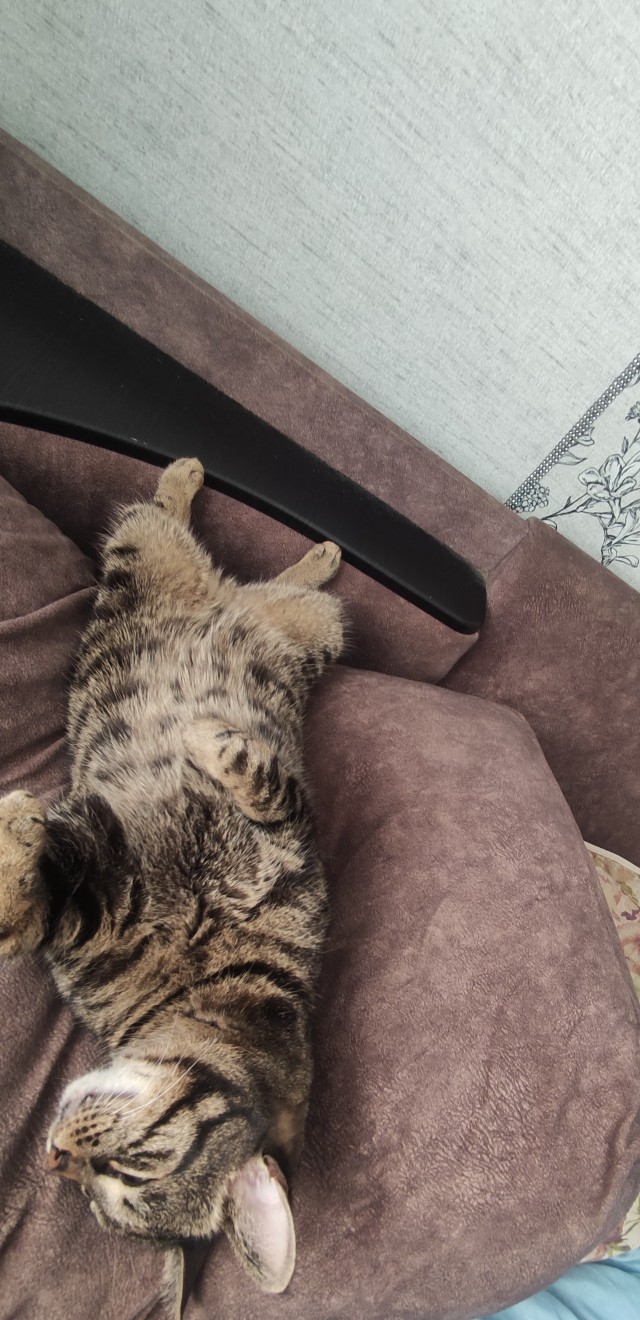 Немного милоты в котовторник