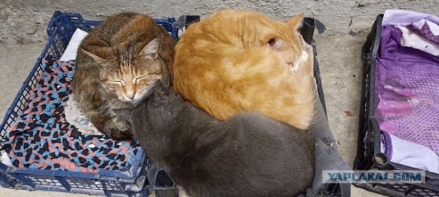 Был бы у меня такой кот(ы), я бы и  не женился...