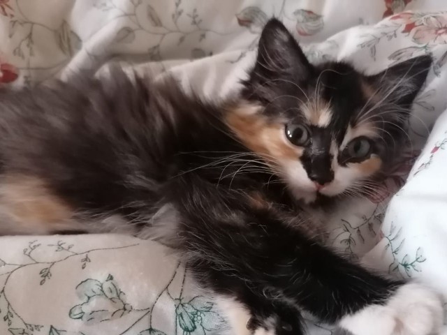 Котовторнику посвящается