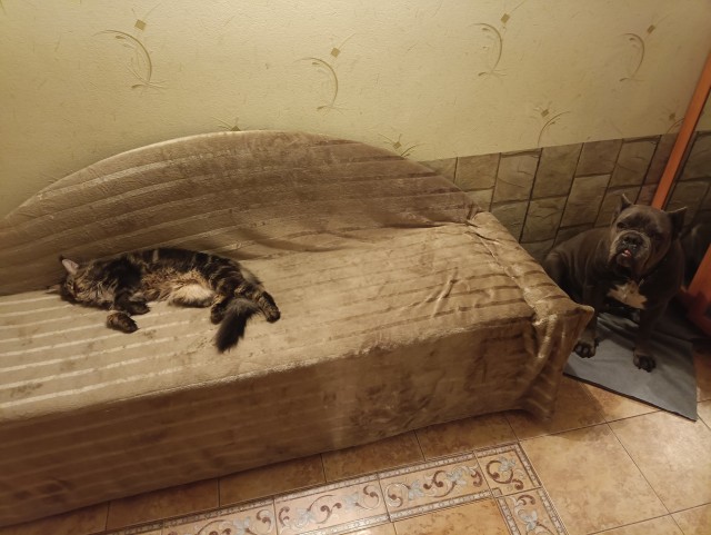 Кошка