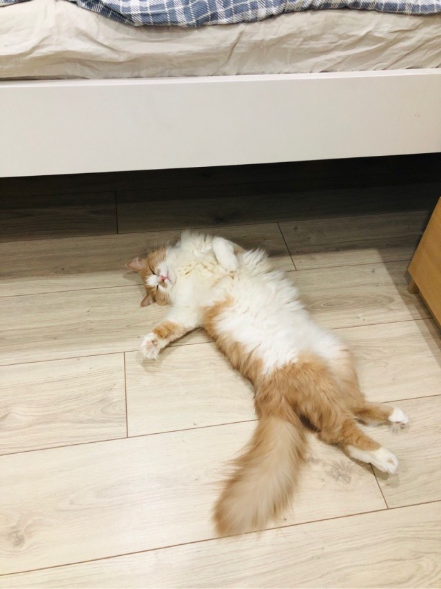 Котовторник