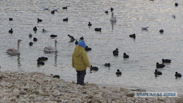 Крым в феврале или "Не стреляйте в белых лебедей!"