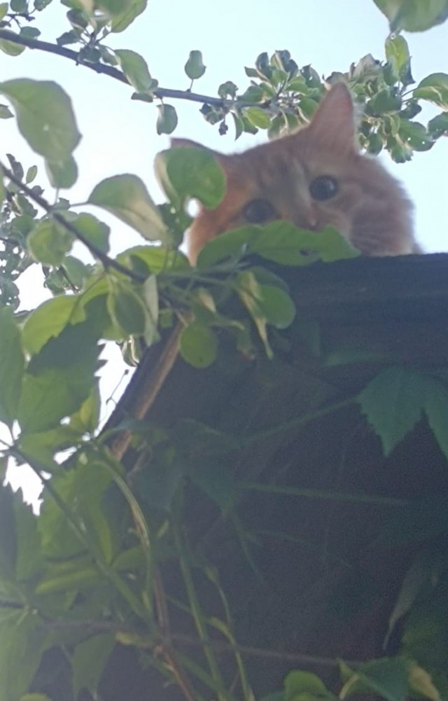 Коты - мастера на все лапы