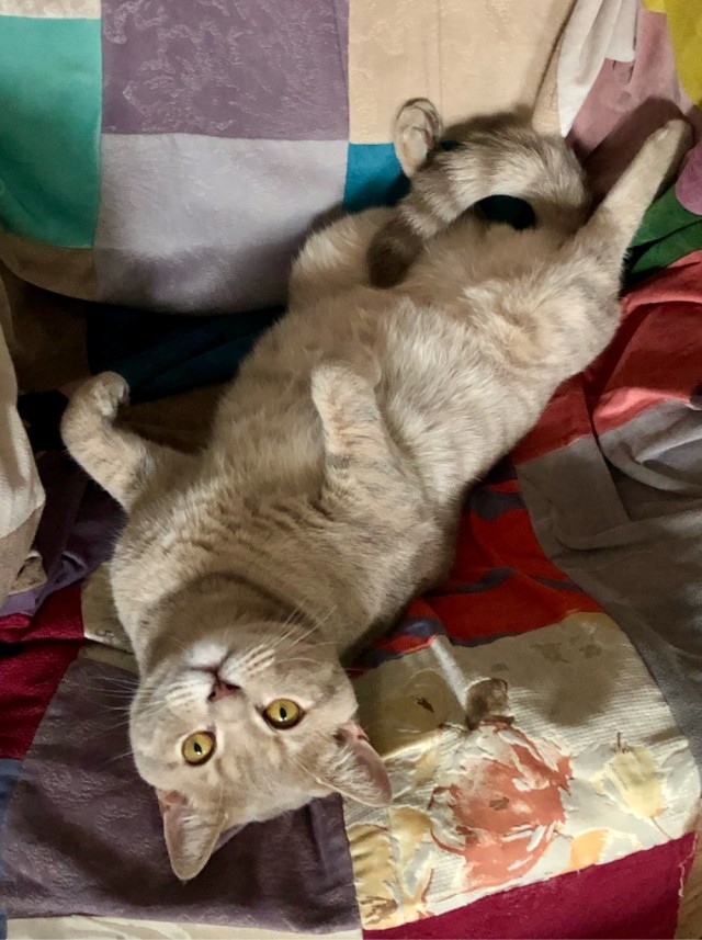 Начинаем котофторник?