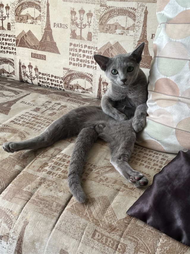 Котовторник! 16+ Коллеги-рабы, отмечаемся, у кого хозяину много лет!
