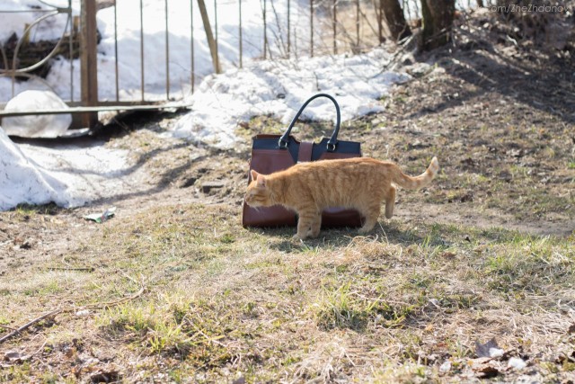 Котовторник 16.04.2013