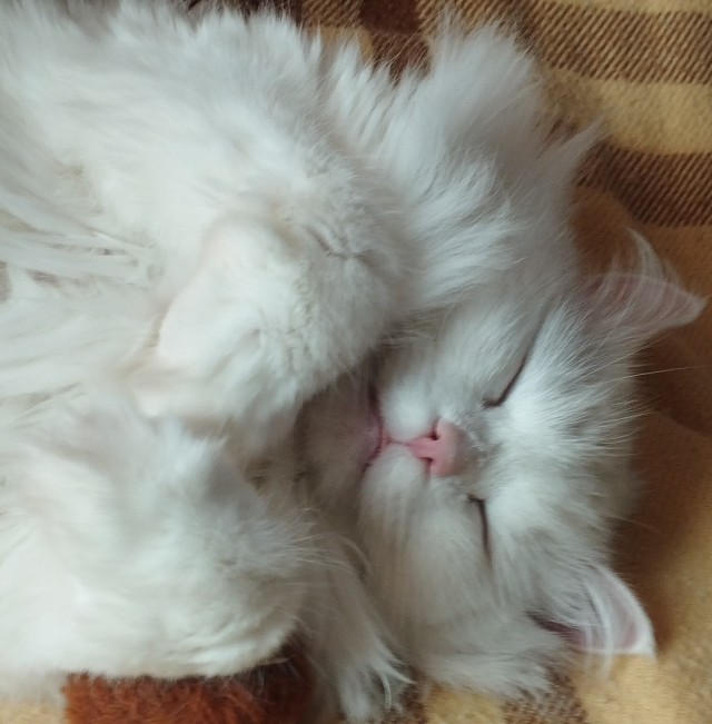 Толстые коты