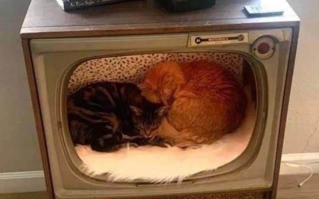 Жизнь домашнего приюта "Котоленд" 435