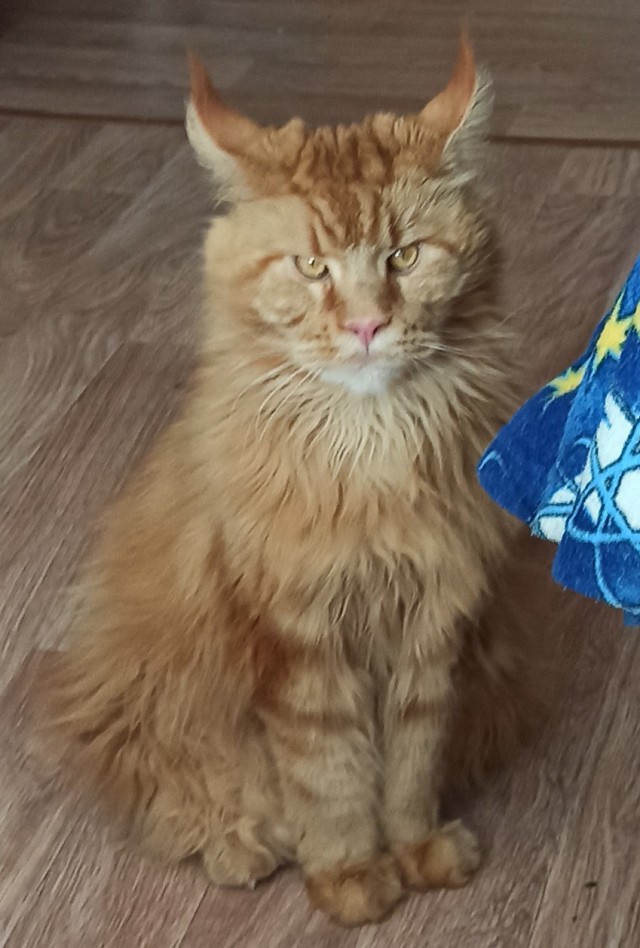 Котовторник!