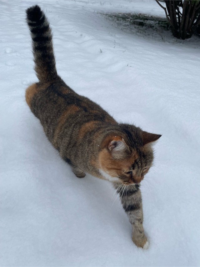 На котовторник