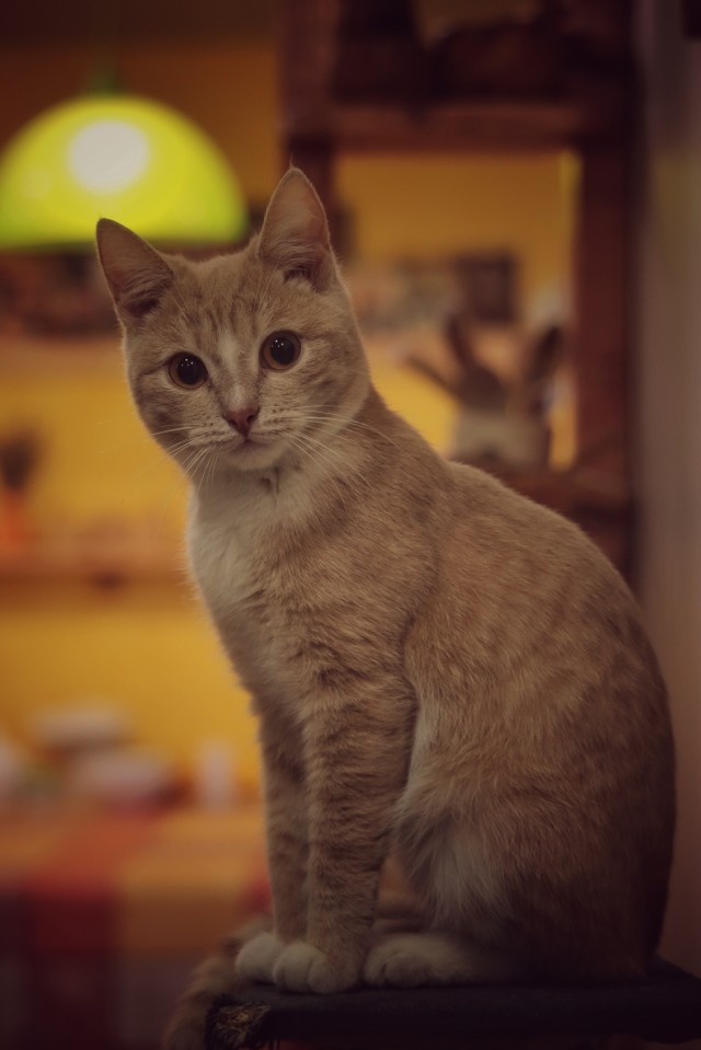 А где котики, сегодня же вторник!