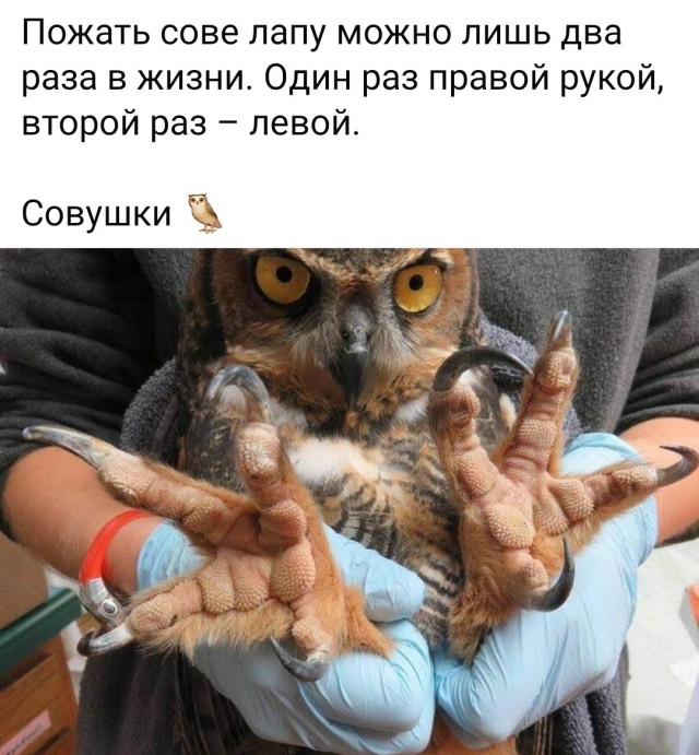 Юмор для тех, кто уже повзрослел и понял, что «свободное время» — это мираж в пустыне