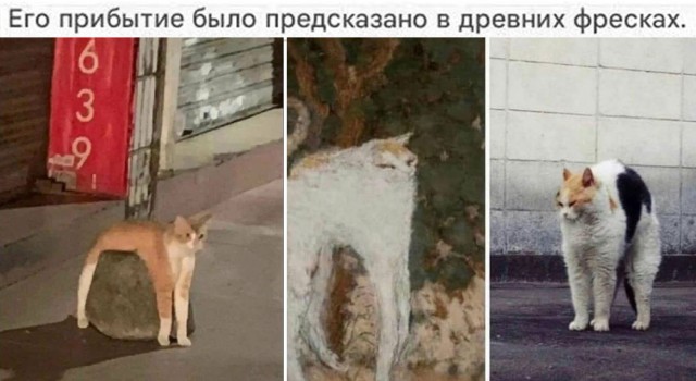 Подборка картинок-баянов с котиками и про котиков. Выпуск 21