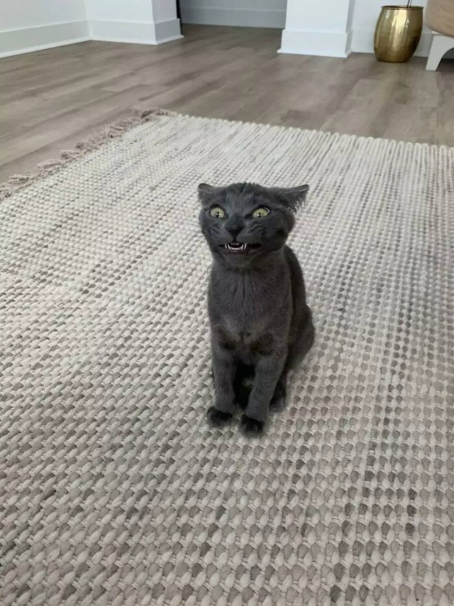 Чутка кошек