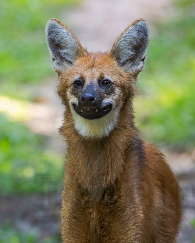 Фотограф в Бразилии заснял самого милого волка.