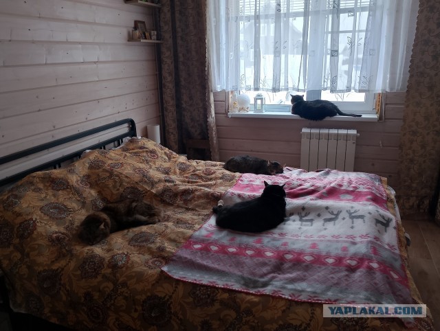 История одного котенка