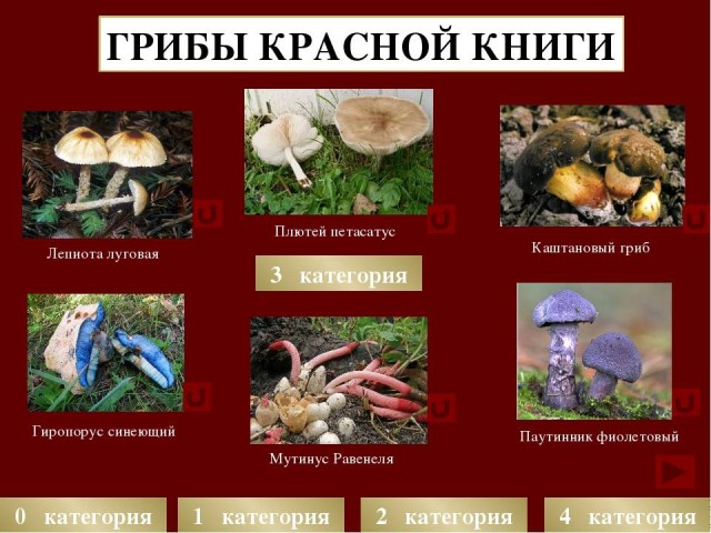 В Подмосковье ввели штрафы до 200 тыс. рублей за сбор и продажу краснокнижных грибов