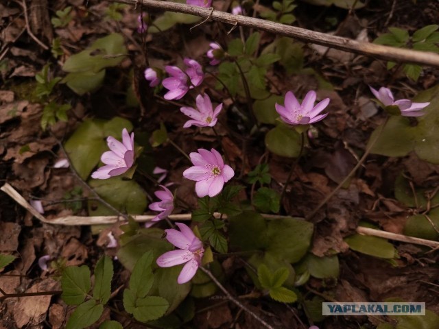 Литературное заведение "Буквица"