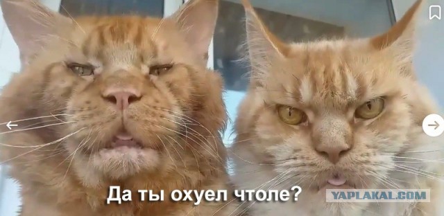 Котмонавт
