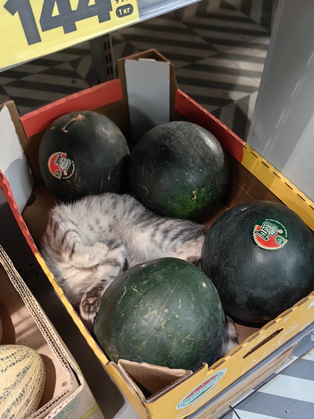 Котовторник 29.09.2026