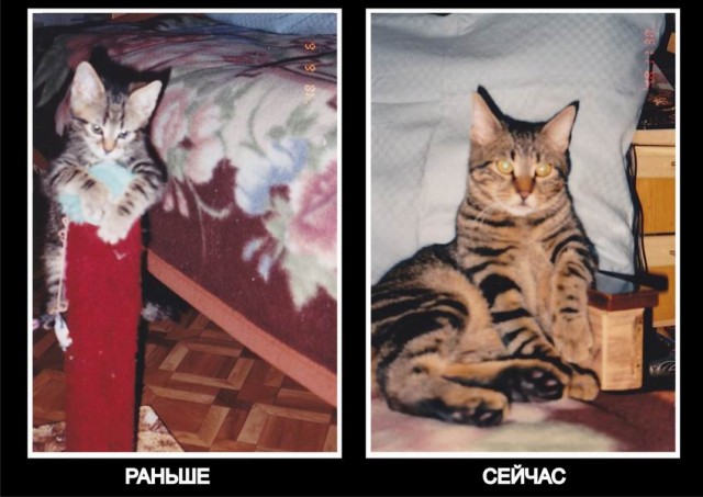 Коты и время
