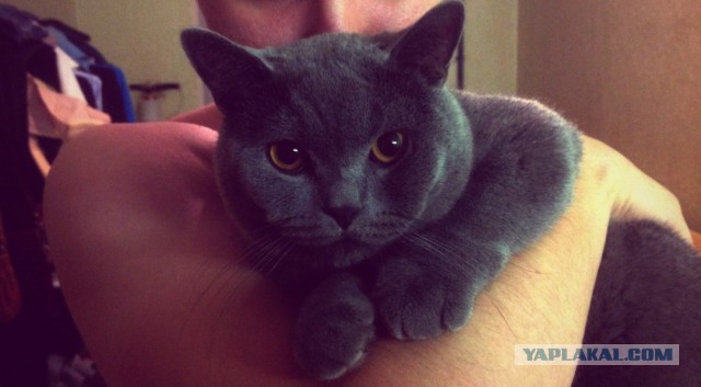 Пришел сегодня кот
