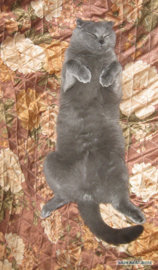 А как спит ваш кот?
