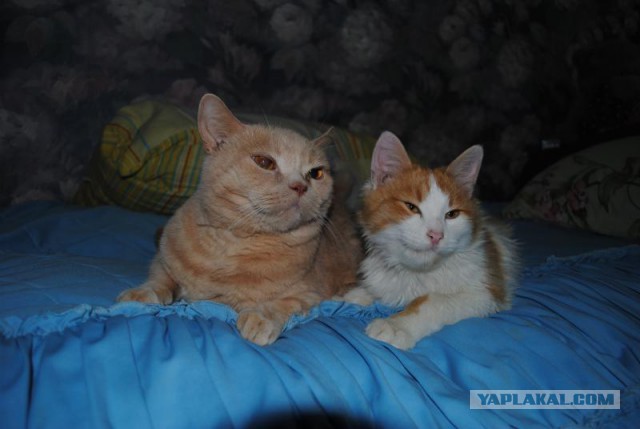 Кот сам пришел