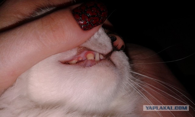 Котовторник