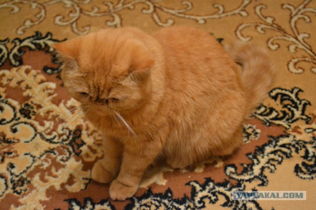 Котовторник  21.07.2015