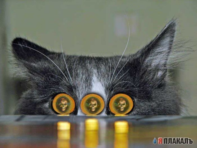 Кошак...