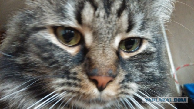 Про моего котика: нежного, злого, вредного