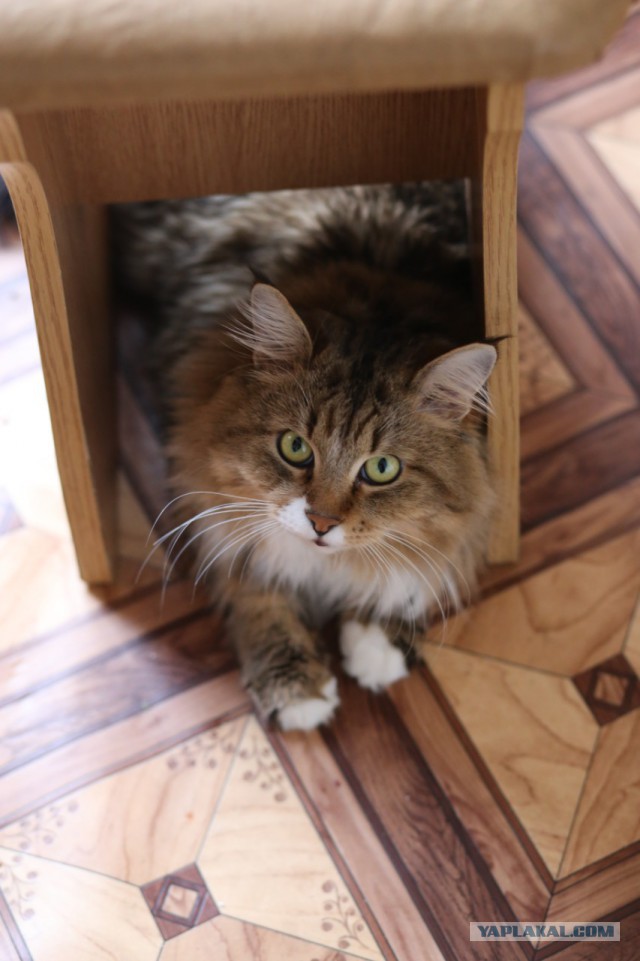 Котовторник 12.04