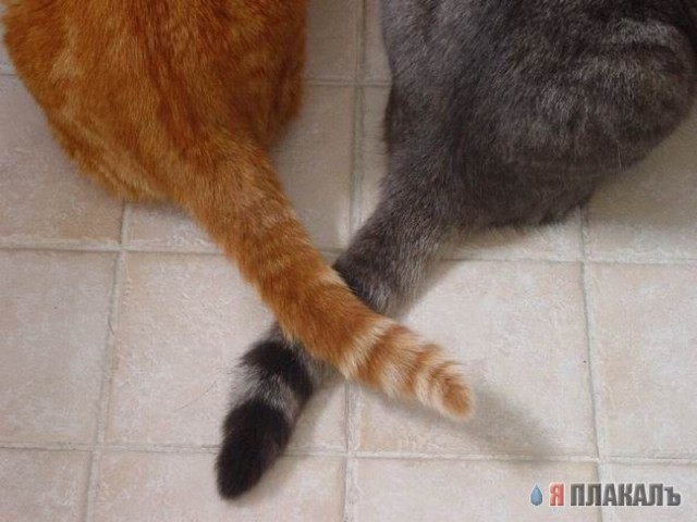 Вторничный котомёт