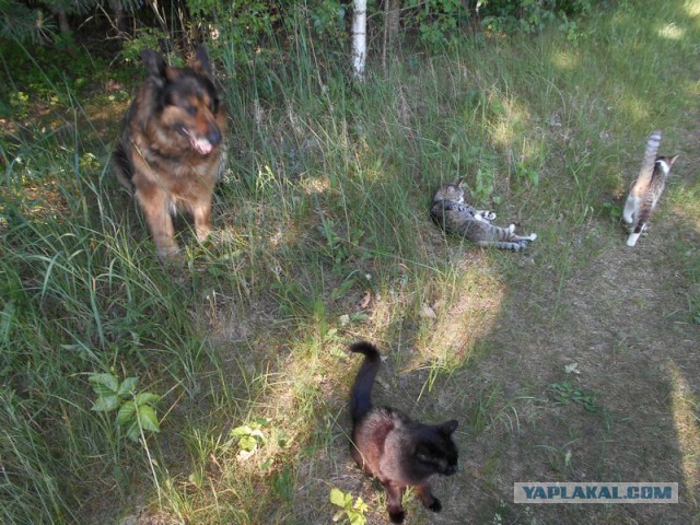 Жизнь домашнего приюта для котеек 117