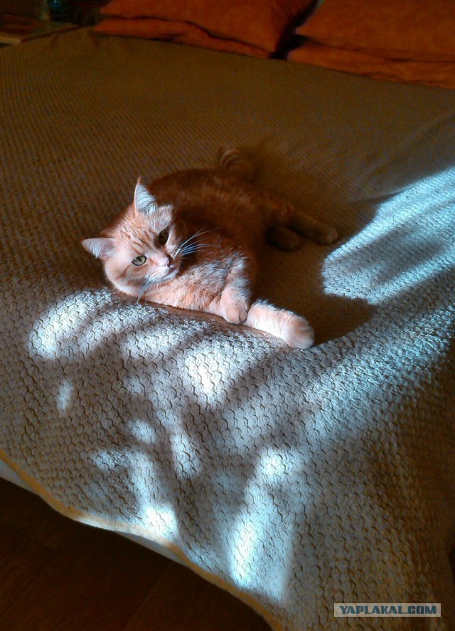 Котовторник 06.09.2016