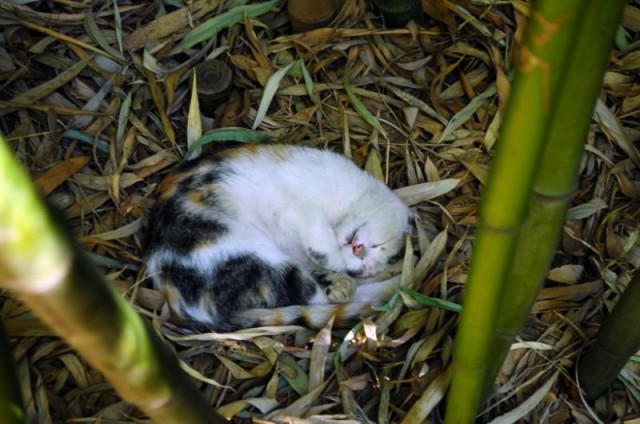 Коты из сети