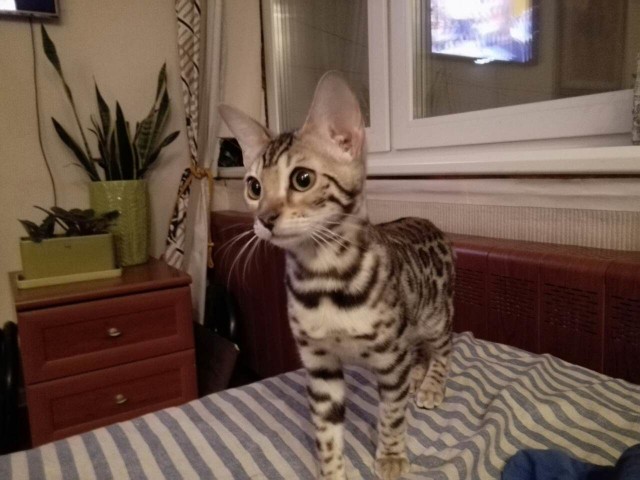 Коты из сети