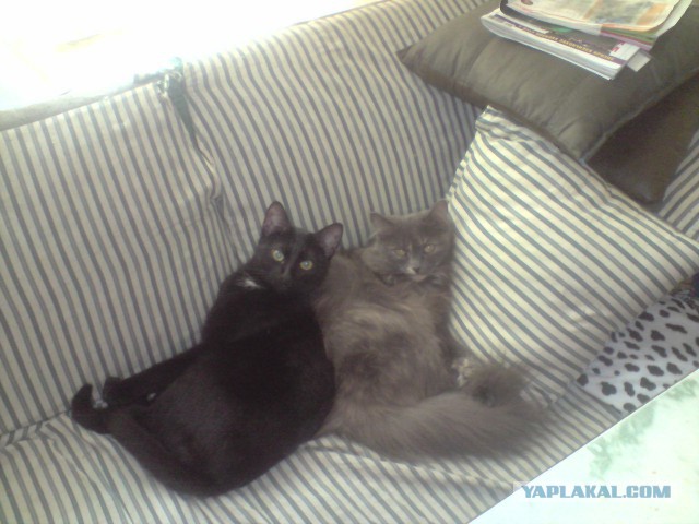 Котовторник 24.01.2017