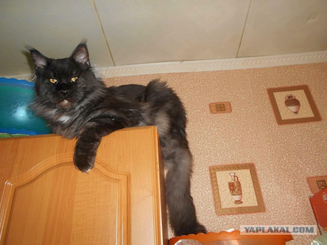 Джокер и его семья