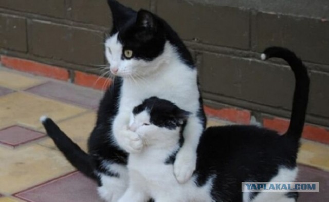 Пирог с мойвой