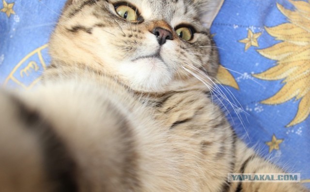 Сфотал себя, пока спал...