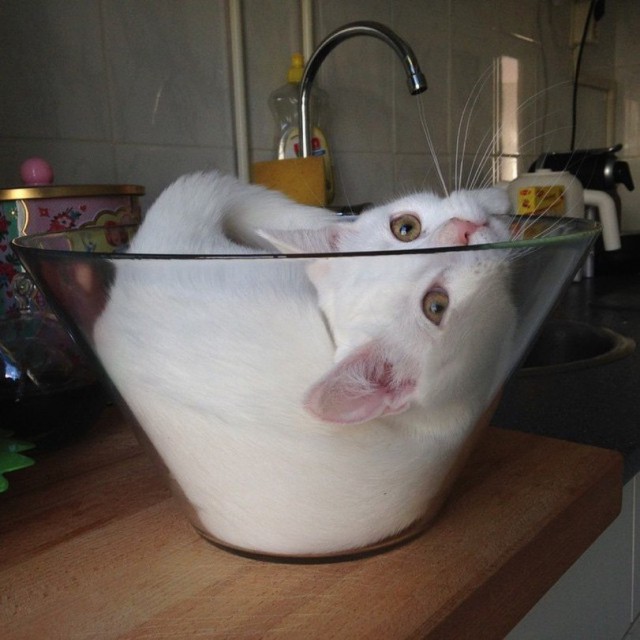 Коты и Кошки