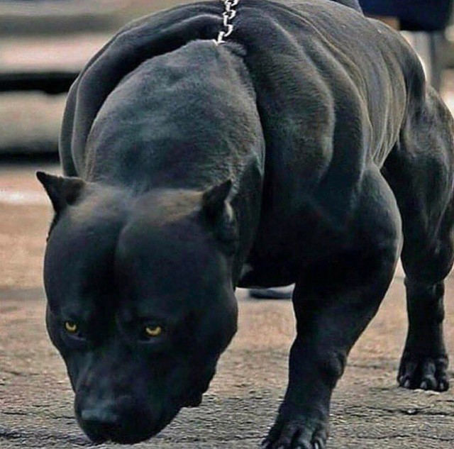 Живность из сети