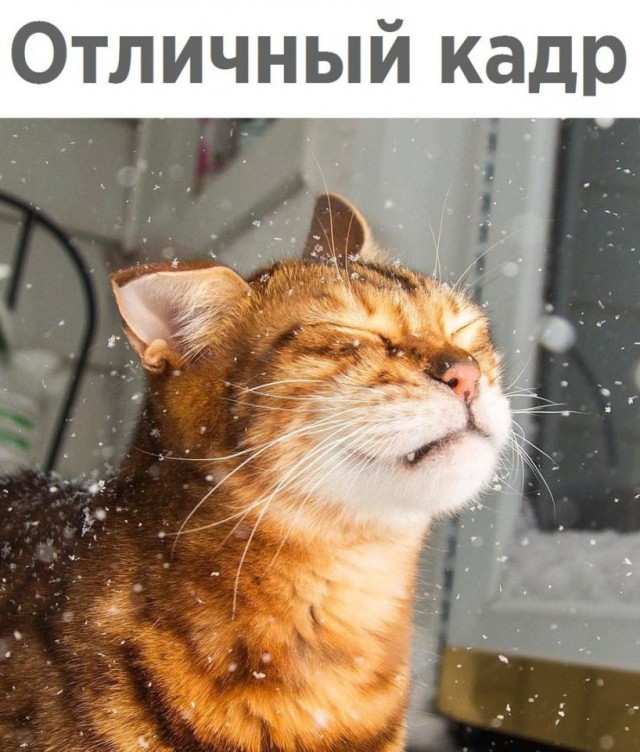 Коты и Кошки