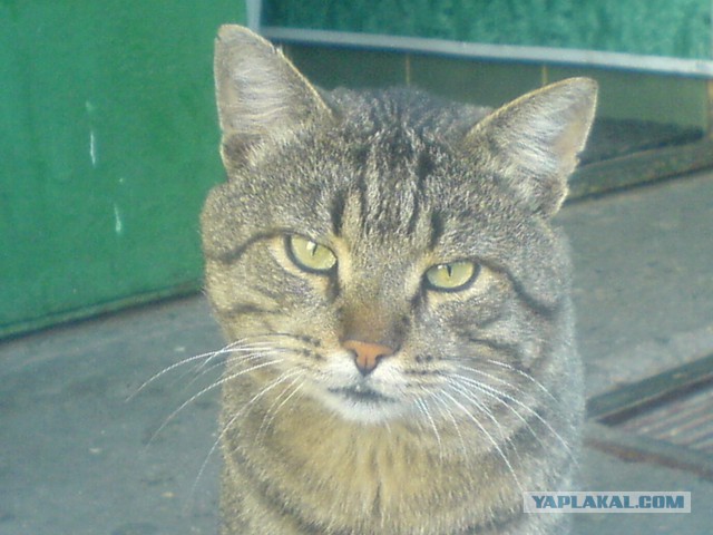 Получила я кота на сдачу...