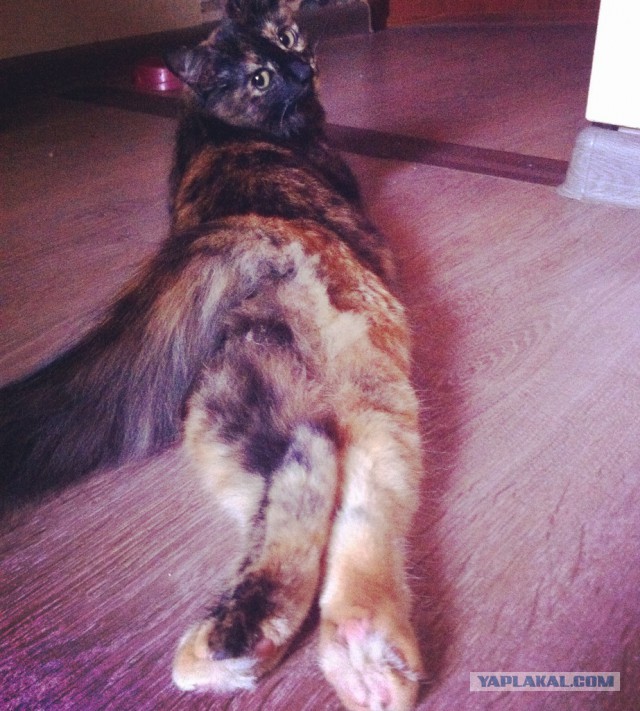 Котовторник ждали? А вот и он!