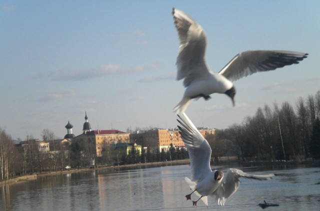 Живность из сети