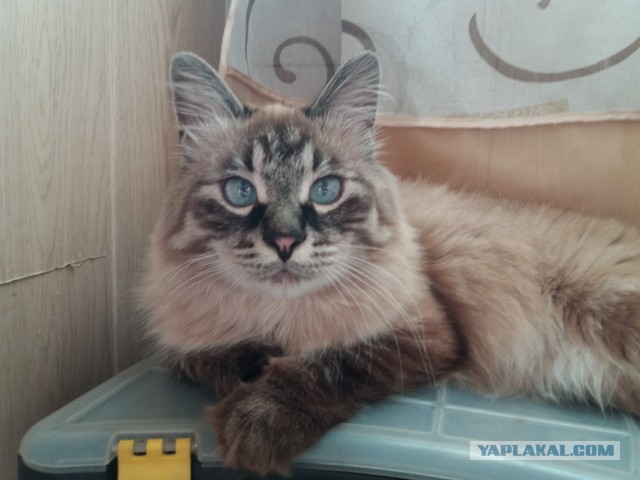 Котовторник 05.06.2018